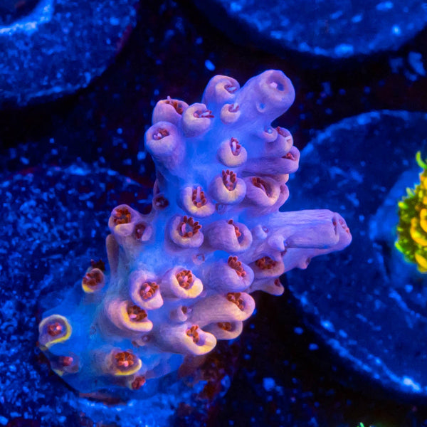 FHC Amnesia Lemon