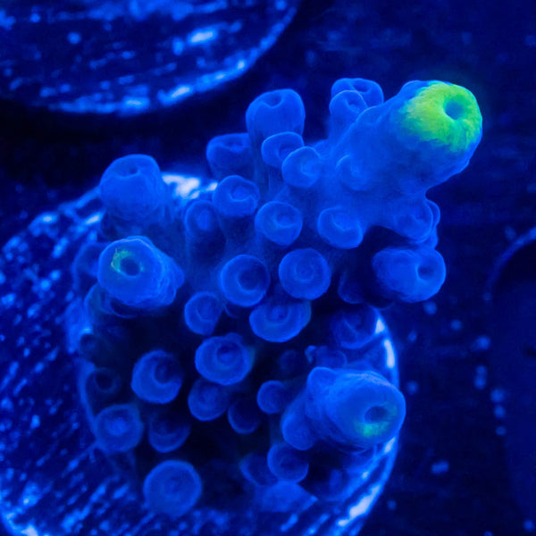 FHC Blue Crush Tort