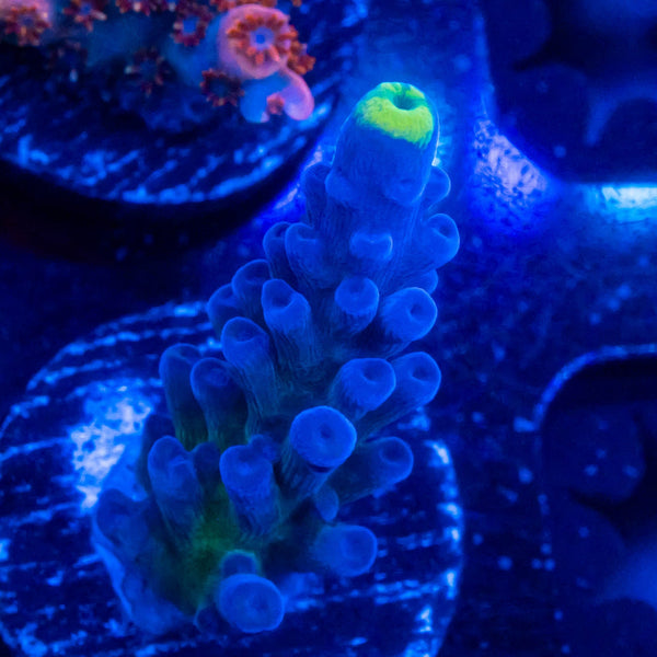 FHC Blue Crush Tort