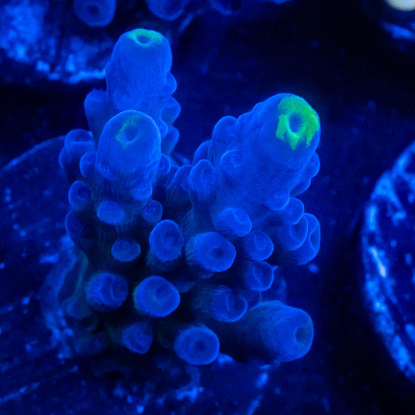 FHC Blue Crush Tort