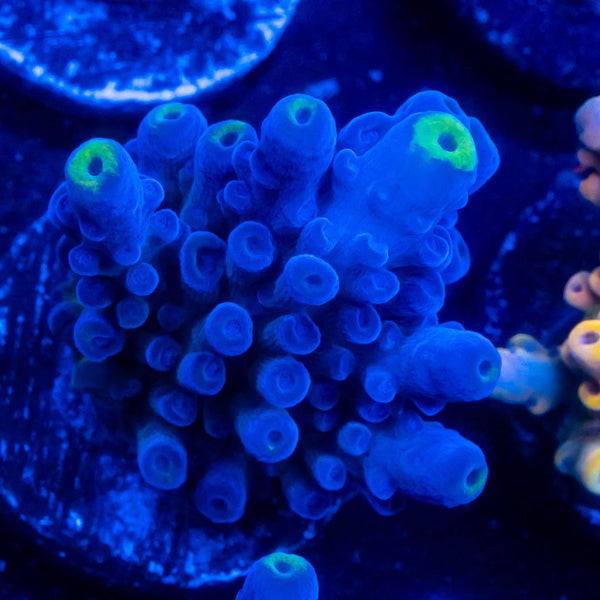FHC Blue Crush Tort