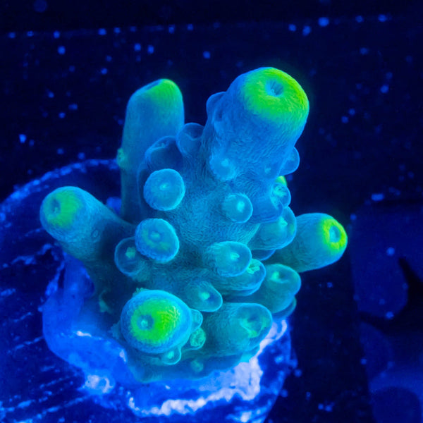 FHC Bug Eye
