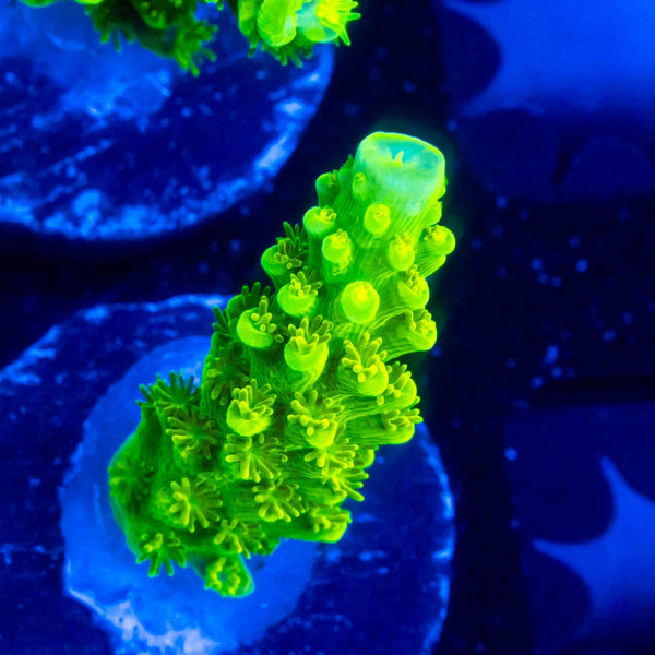 ORA Green Slimer