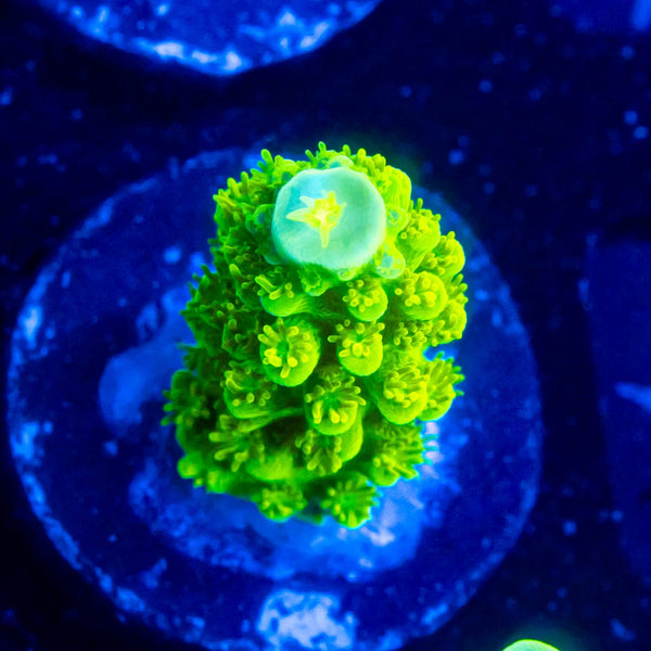 ORA Green Slimer