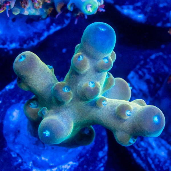FHC Berry Bush