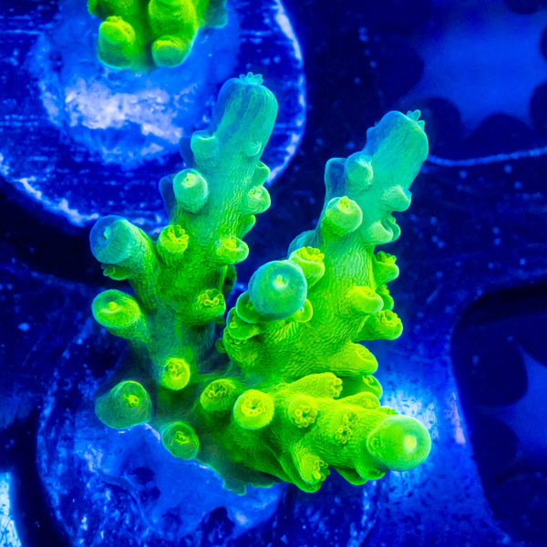 WWC Green Austera