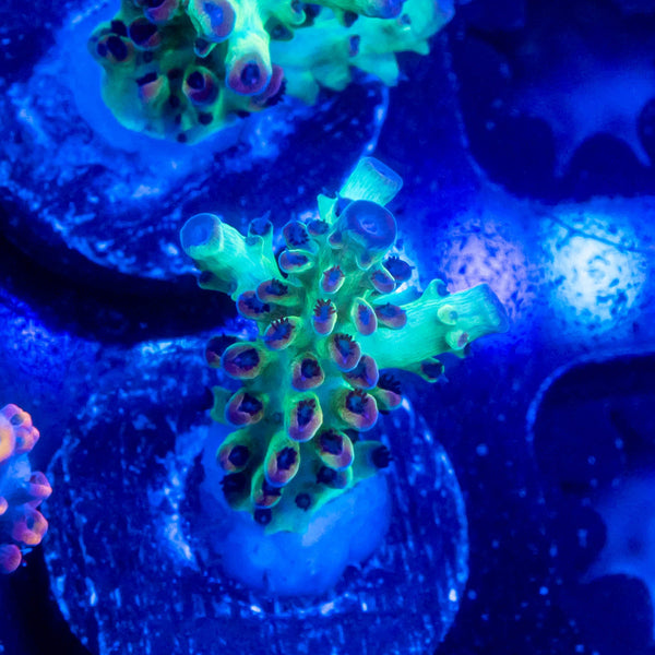 BC Upscales Microlados