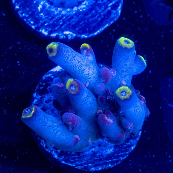 WWC Purple Candle