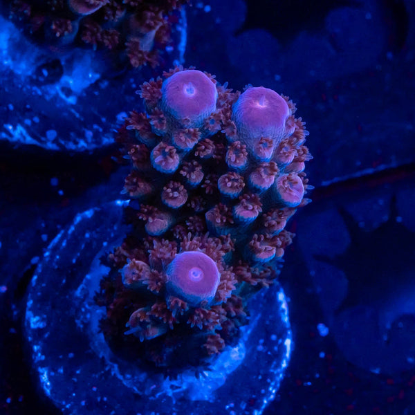 FHC Purple Fusion