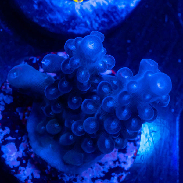 Sean Omerts Snow White