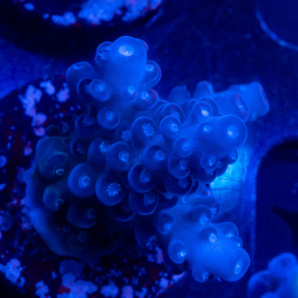 Sean Omerts Snow White