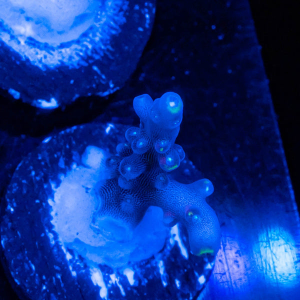 TSA Mile High Latistella