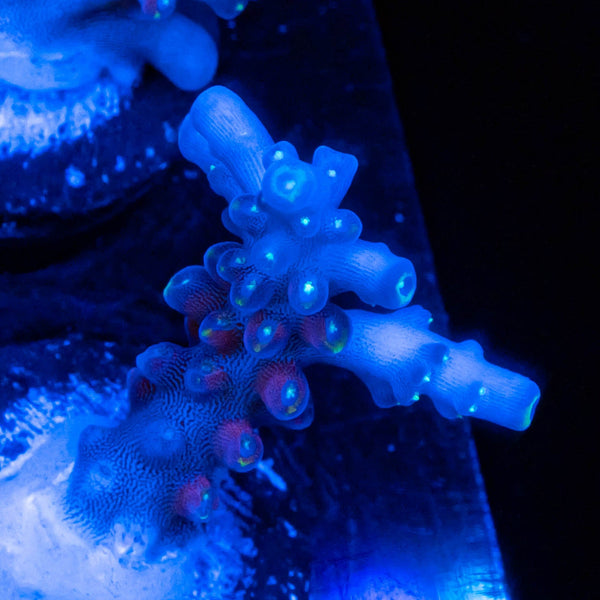 TSA Mile High Latistella