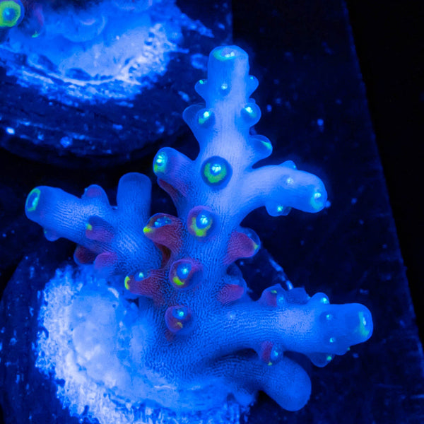 TSA Mile High Latistella