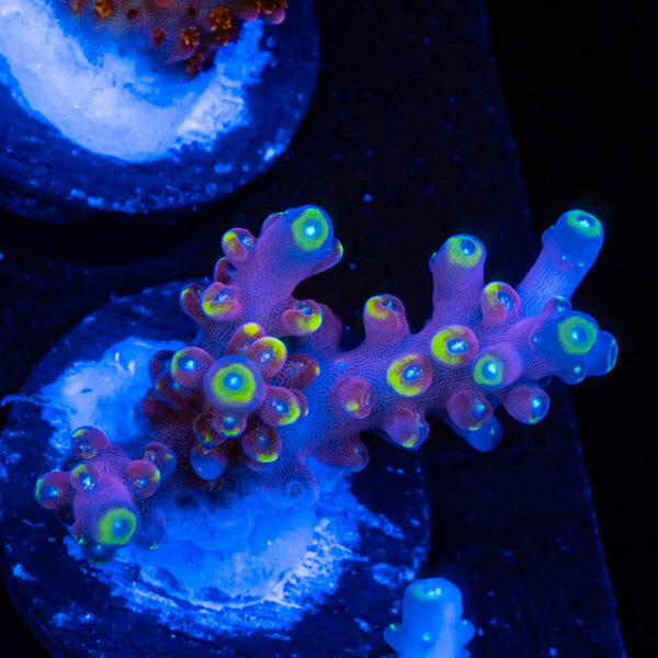 TSA Mile High Latistella