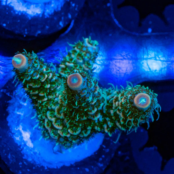 FHC Billy Bob Thorton