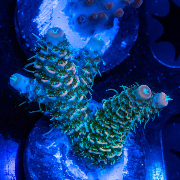 FHC Billy Bob Thorton