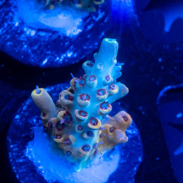 FHC Peanut Butter Breath