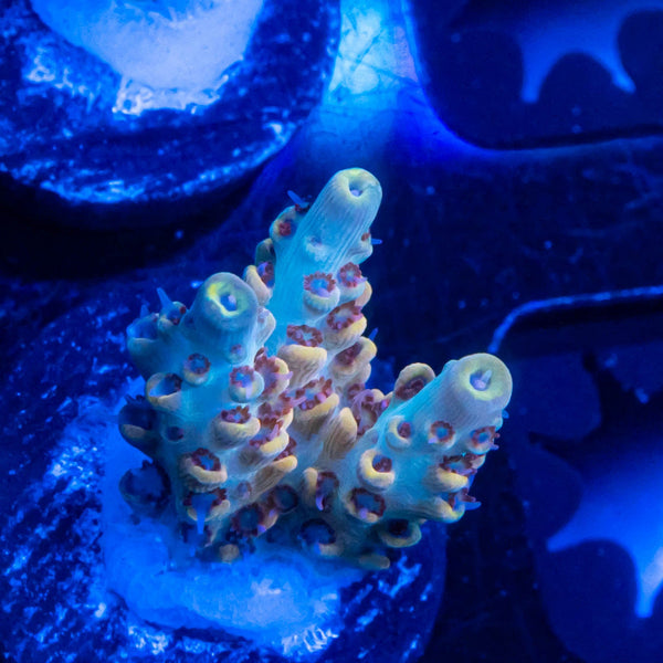 FHC Peanut Butter Breath