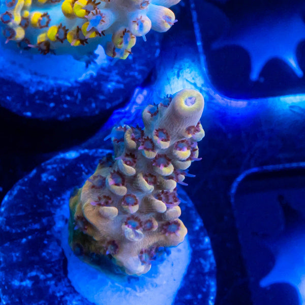 FHC Peanut Butter Breath