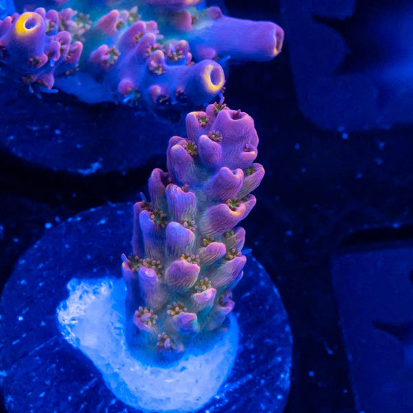 FHC Pinky and the Brain