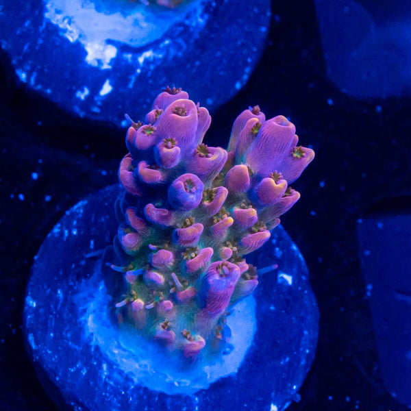 FHC Pinky and the Brain