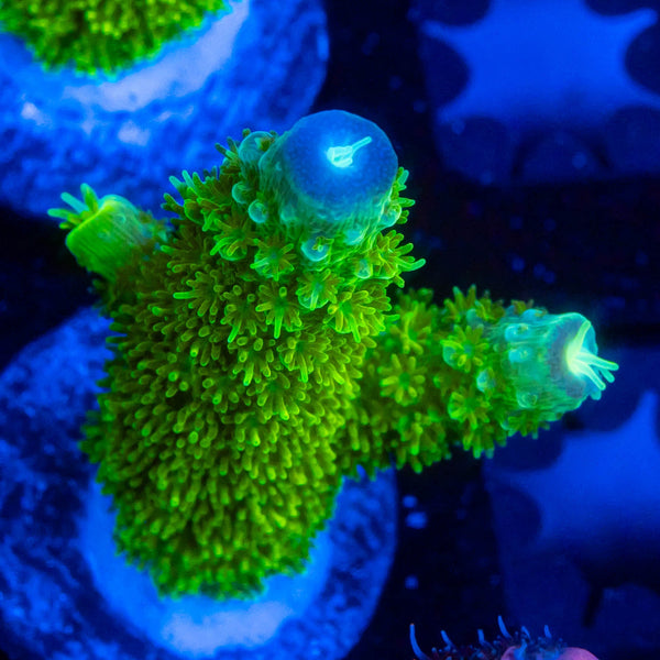 FHC Jolly Green Giant