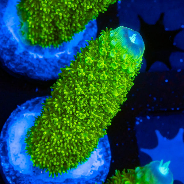 FHC Jolly Green Giant