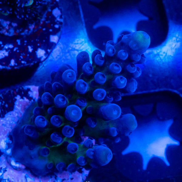 FHC Blueberry Muffin