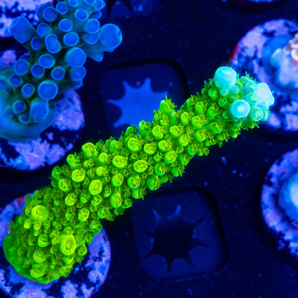 RP Blue Tip Green Slimer