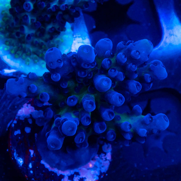 FHC Blueberry Muffin