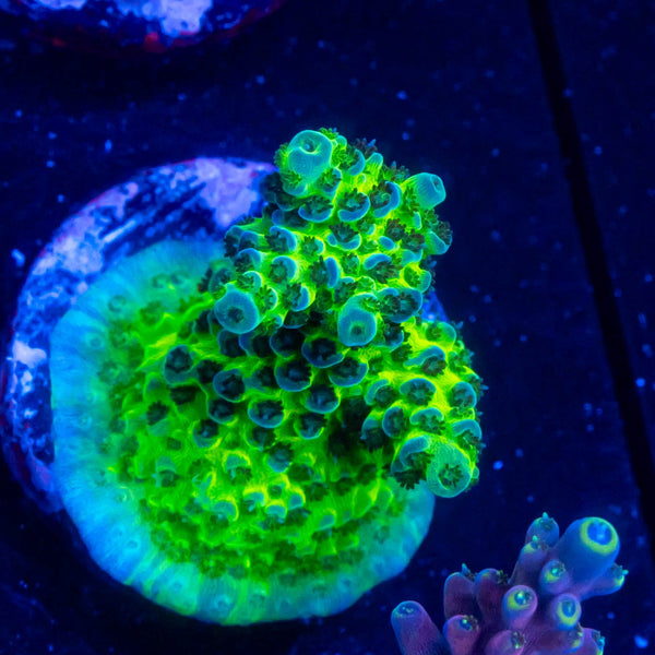 FHC Extraterrestrial