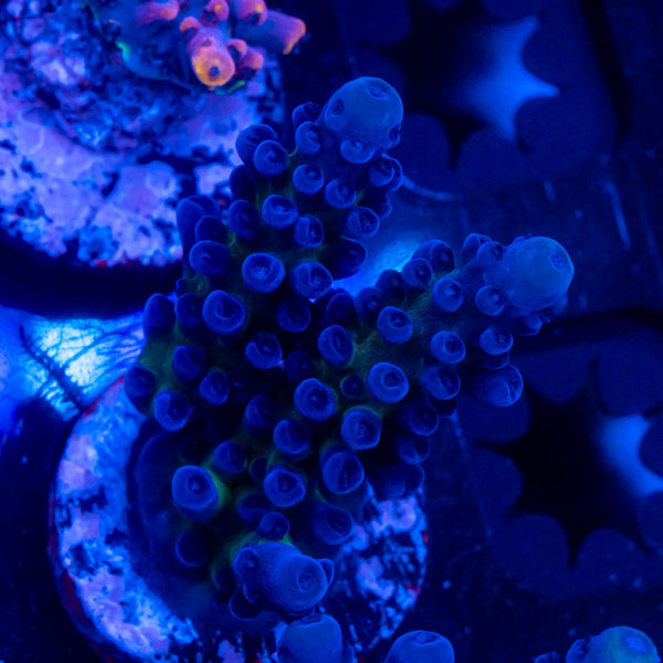 FHC Blueberry Muffin