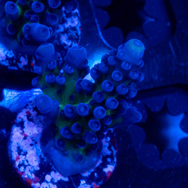 FHC Blueberry Muffin