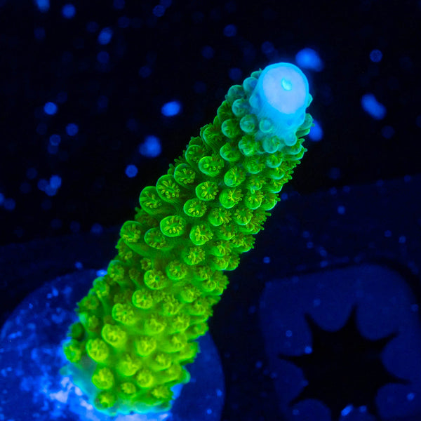 RP Blue Tip Green Slimer