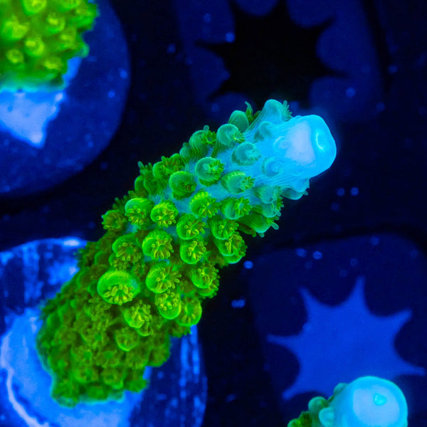 RP Blue Tip Green Slimer