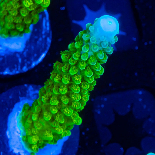 RP Blue Tip Green Slimer