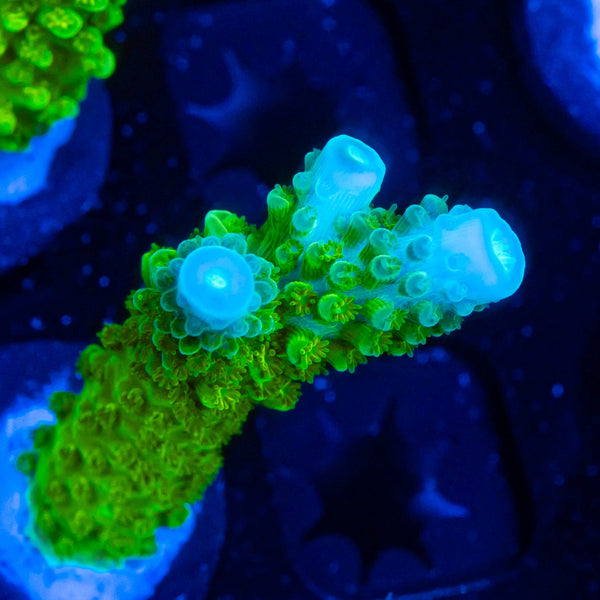 RP Blue Tip Green Slimer