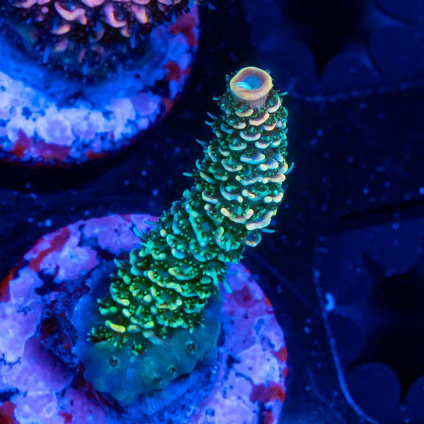 FHC Billy Bob Thorton