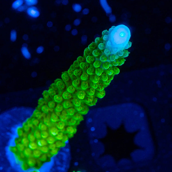 RP Blue Tip Green Slimer