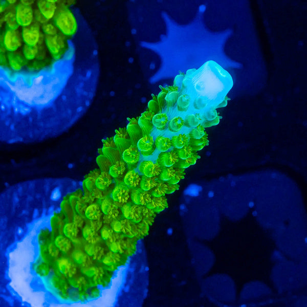 RP Blue Tip Green Slimer