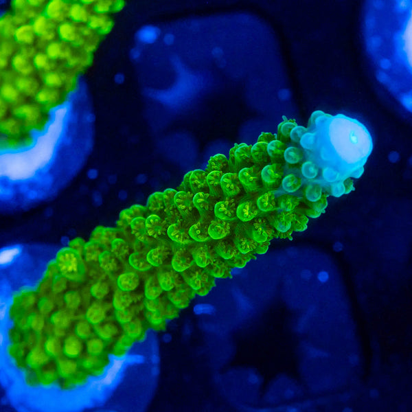 RP Blue Tip Green Slimer