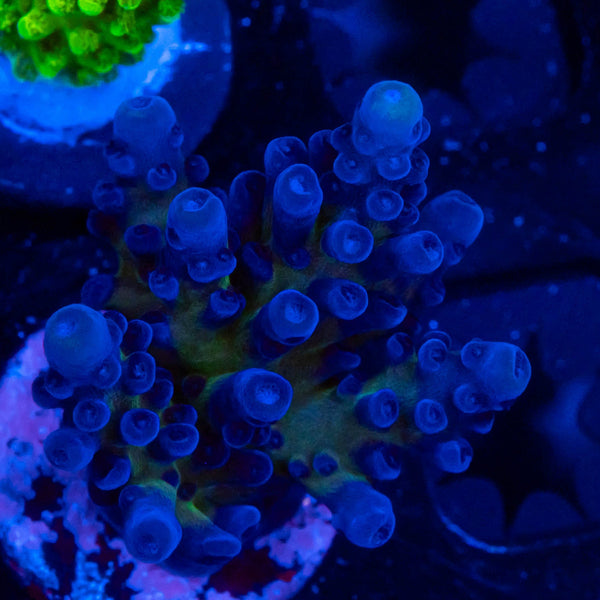 FHC Blueberry Muffin