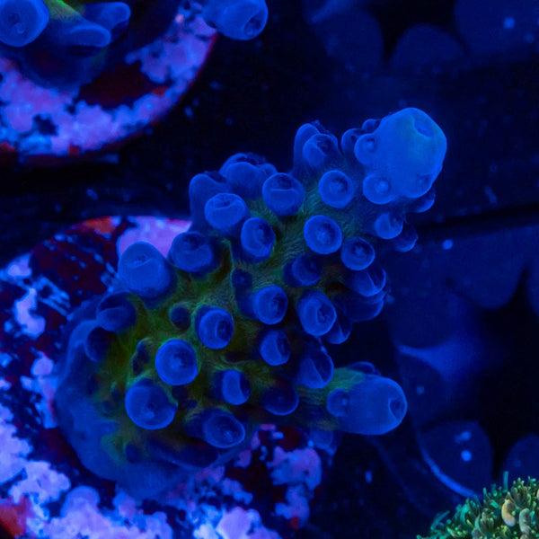 FHC Blueberry Muffin