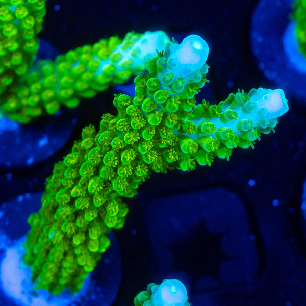 RP Blue Tip Green Slimer