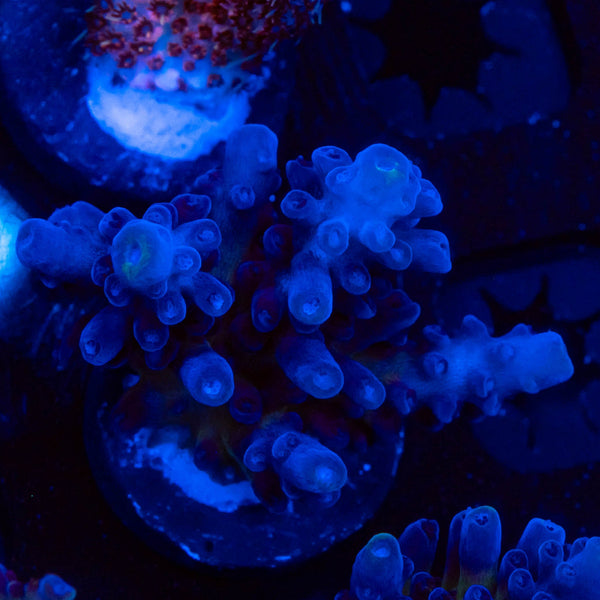 FHC Blueberry Muffin