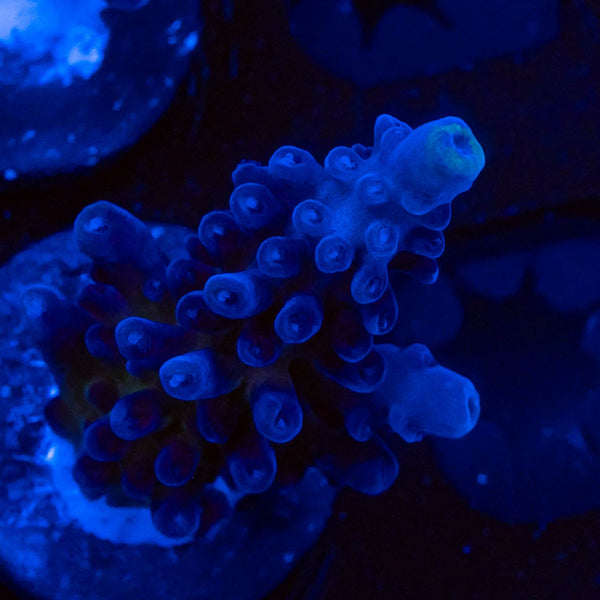 FHC Blueberry Muffin