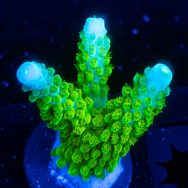 RP Blue Tip Green Slimer