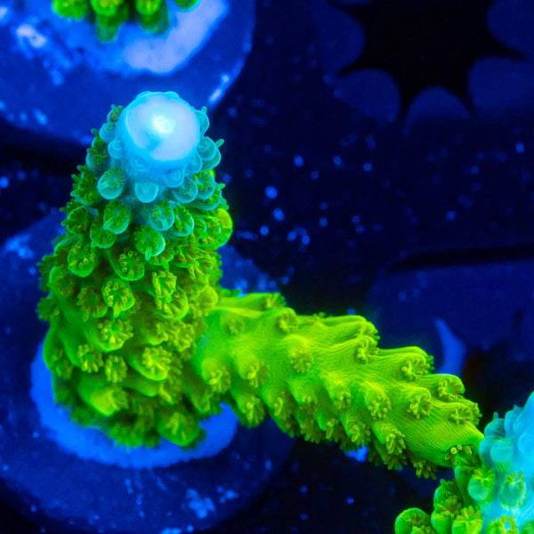 RP Blue Tip Green Slimer