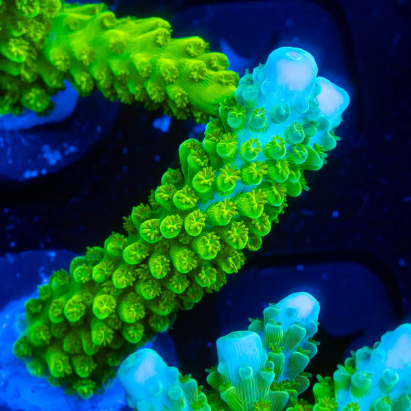 RP Blue Tip Green Slimer